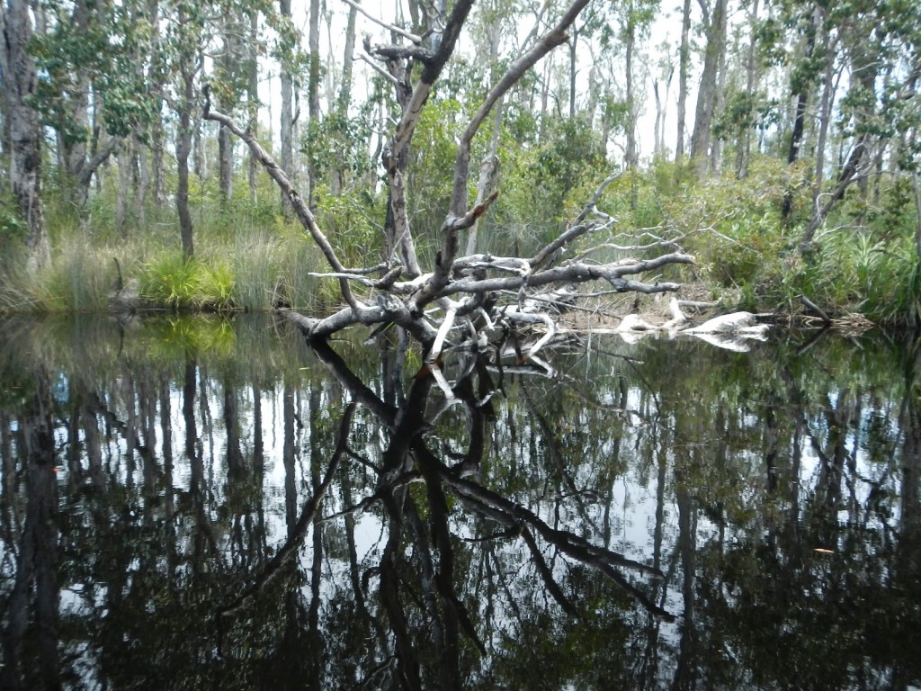 Everglades Brisbane